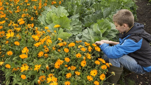 Visitor in the kitchen garden at Florence Court, County Fermanagh